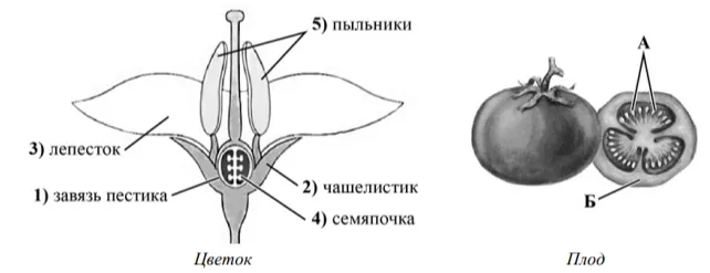 https://uploads.quaize.ru/uploads/45912a04-37da-4cc7-9cca-0c8a3dc14325.webp