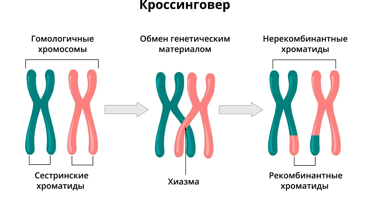 https://uploads.quaize.ru/uploads/631ba676-db2b-420e-af81-d6042fa21deb.webp