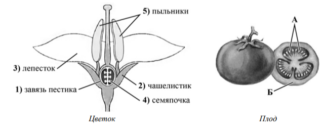 https://uploads.quaize.ru/uploads/877b1b3d-0c65-4e71-8fd9-850667847e93.png